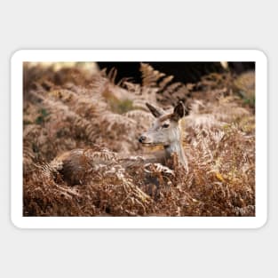 Red Deer Doe Resting in Bracken Sticker